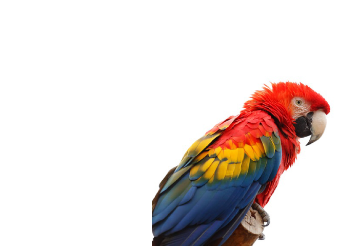 Birds
