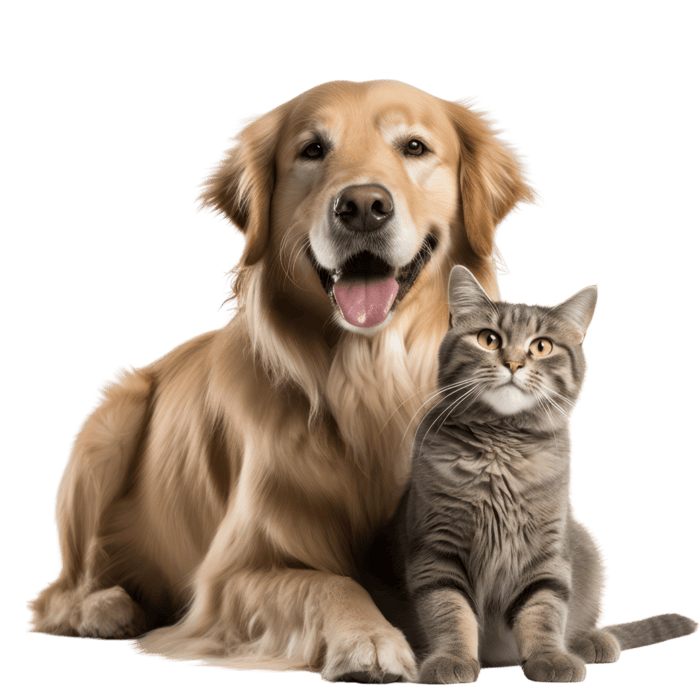 Animals