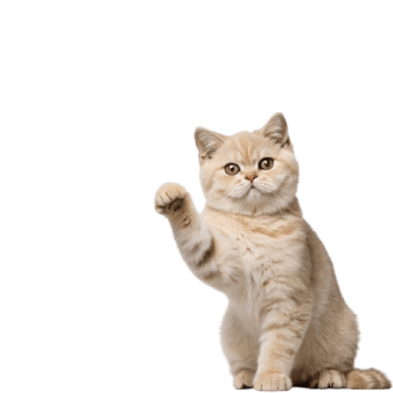 Cats & Kittens