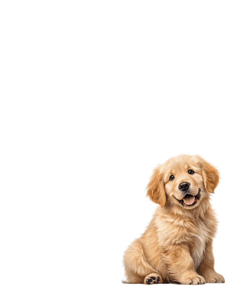 Dogs