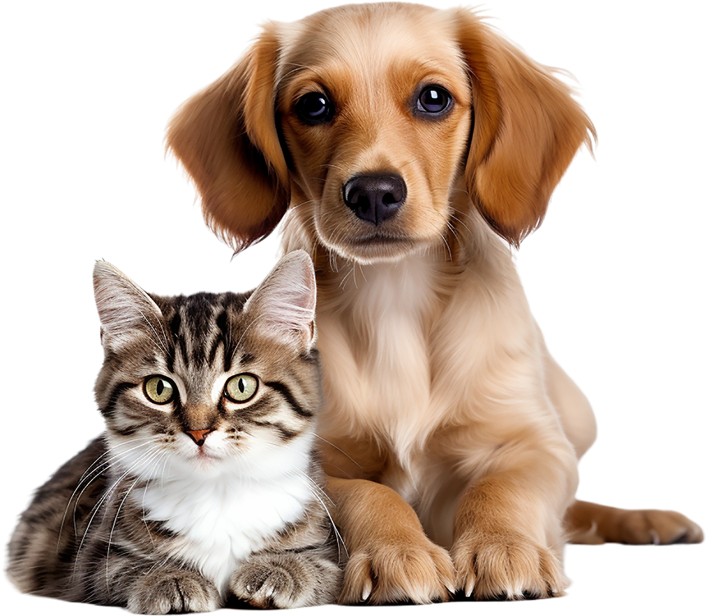 Animals