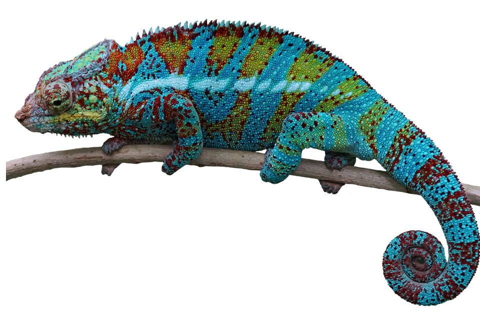 Reptiles