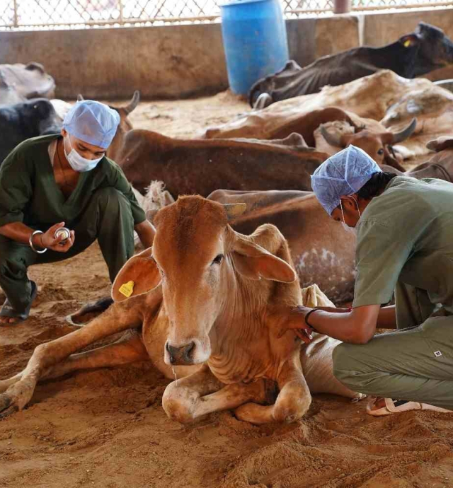 cow-donation-to-support-gokuldham-mahatirth-gau-seva
