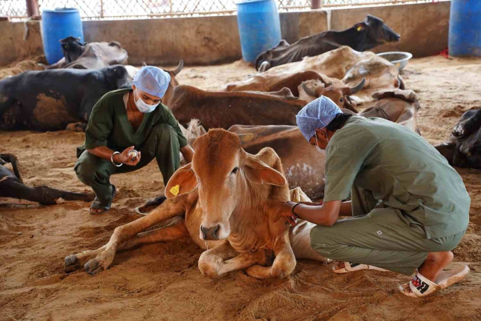 cow-donation-to-support-gokuldham-mahatirth-gau-seva-big-0