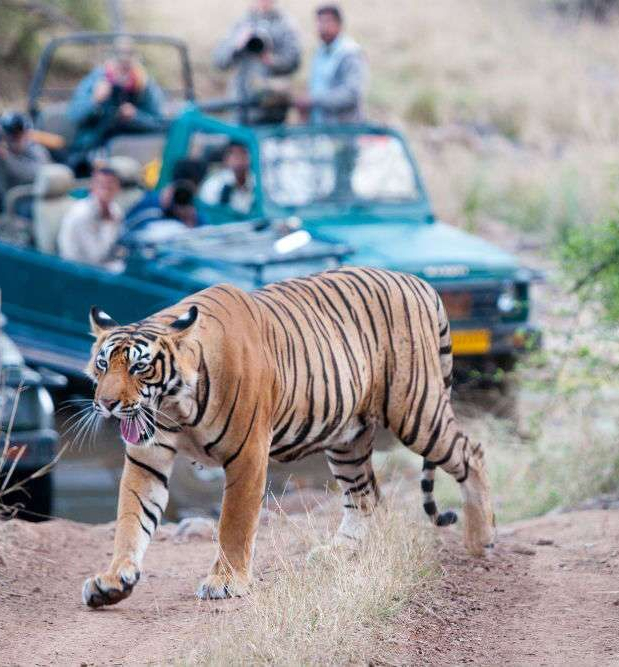best-taxi-service-from-sawai-madhopur-to-jaipur