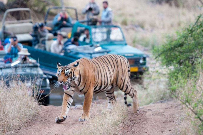 best-taxi-service-from-sawai-madhopur-to-jaipur-big-0